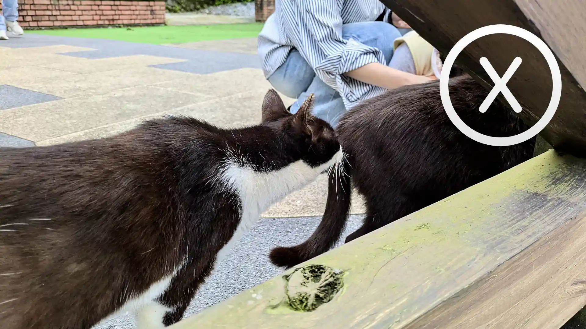 A cat sniffing another cat with an X-style cross superimposed in the top-right corner.