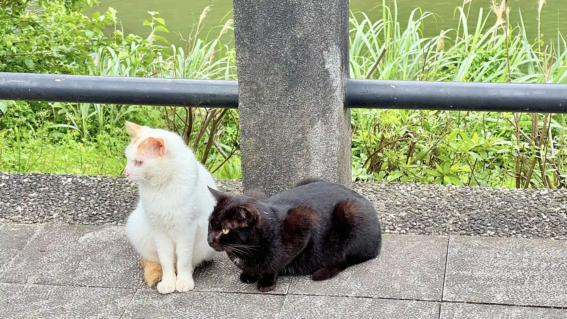 Two sitting cats looking pensively into the distance.