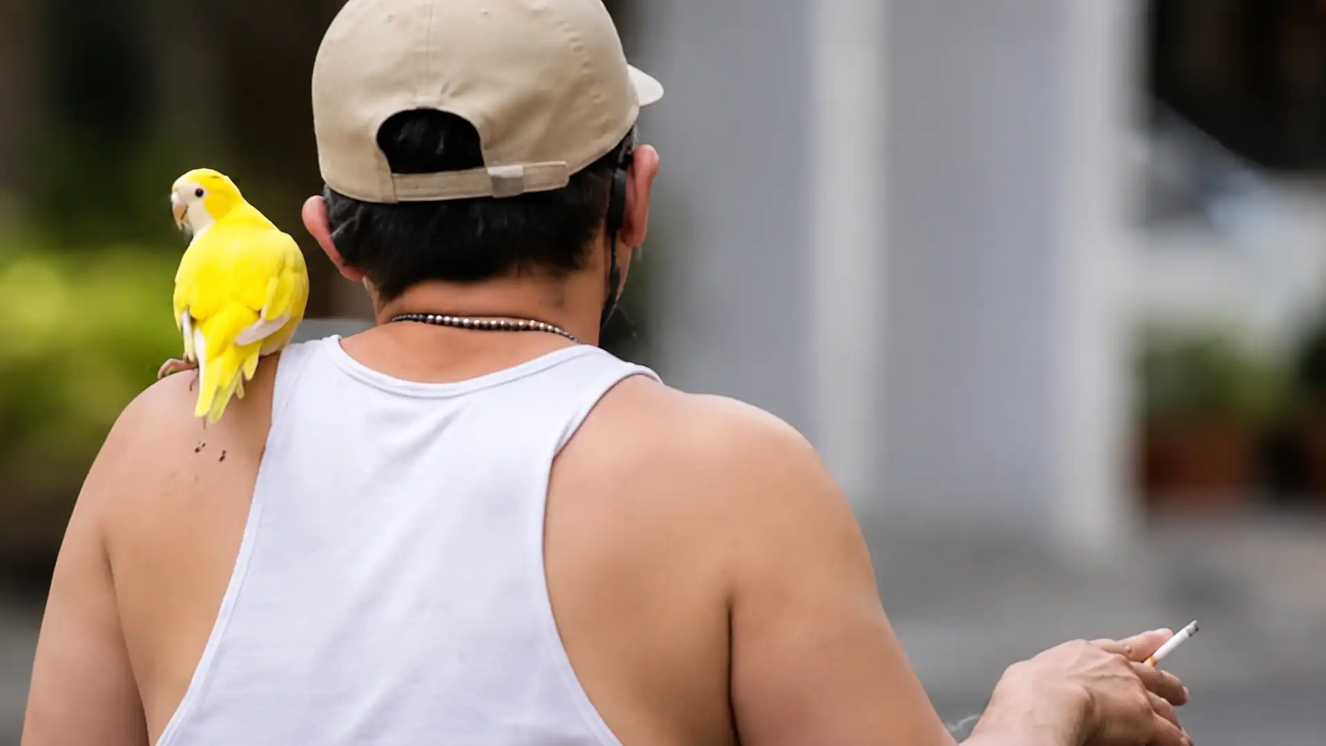 Close-up of a yellow parrot sitting on a man’s bare shoulder, with two bird droppings stuck on the man’s exposed shoulder-blade.