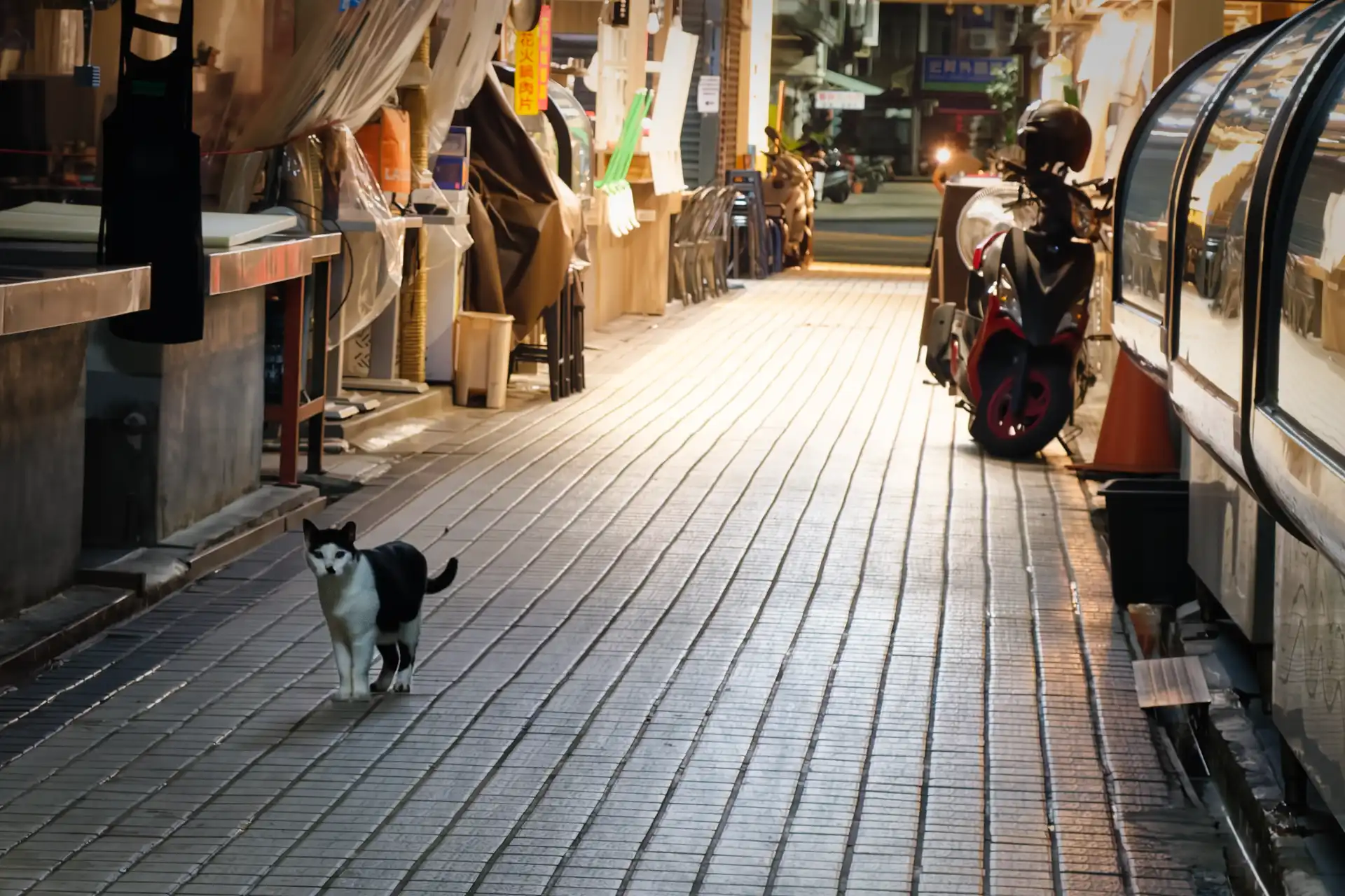 A black-and-white cat, staring at the camera, in an otherwise deserted wet market at night.