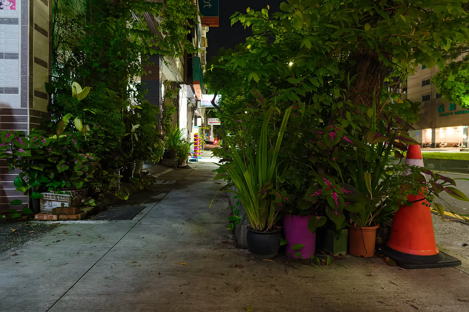 Neatly-kept potted tropical-looking potted plants on a sidewalk in Kaohsiung, Taiwan, at night.