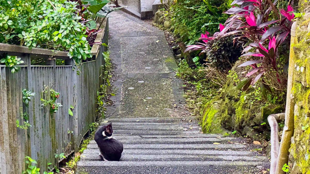 A cat on some steps at Houtong Cat Village in Taiwan.