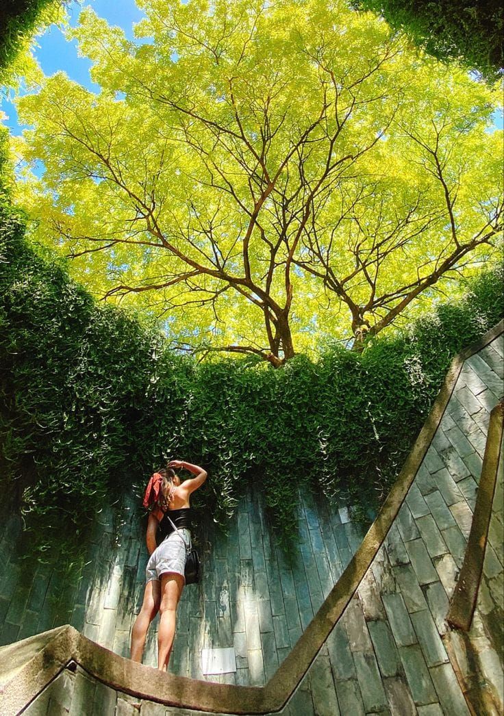 新加坡最美树洞