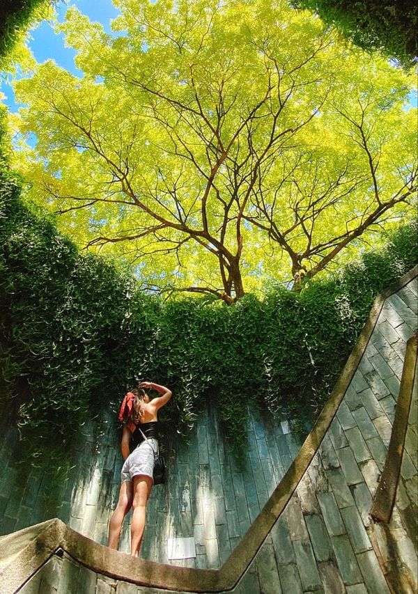 新加坡最美树洞