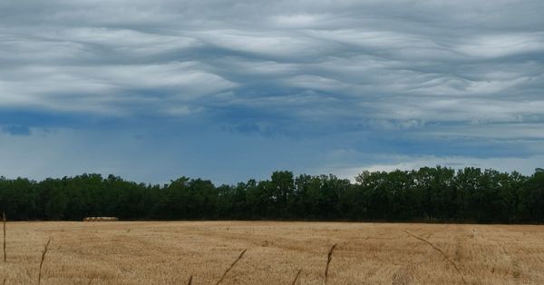 The monkey mind in pursuit of happiness