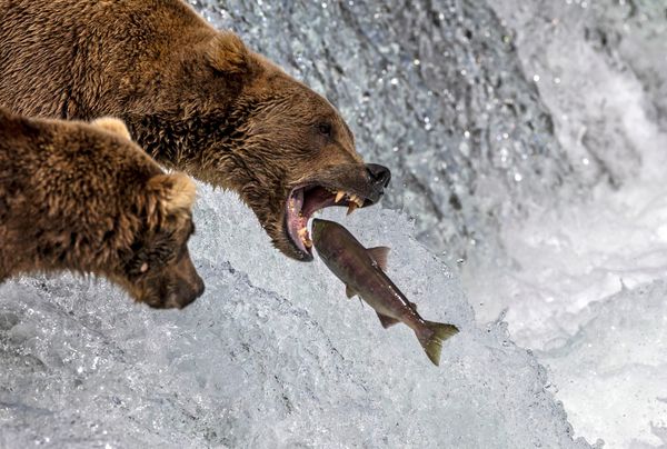 Persistance