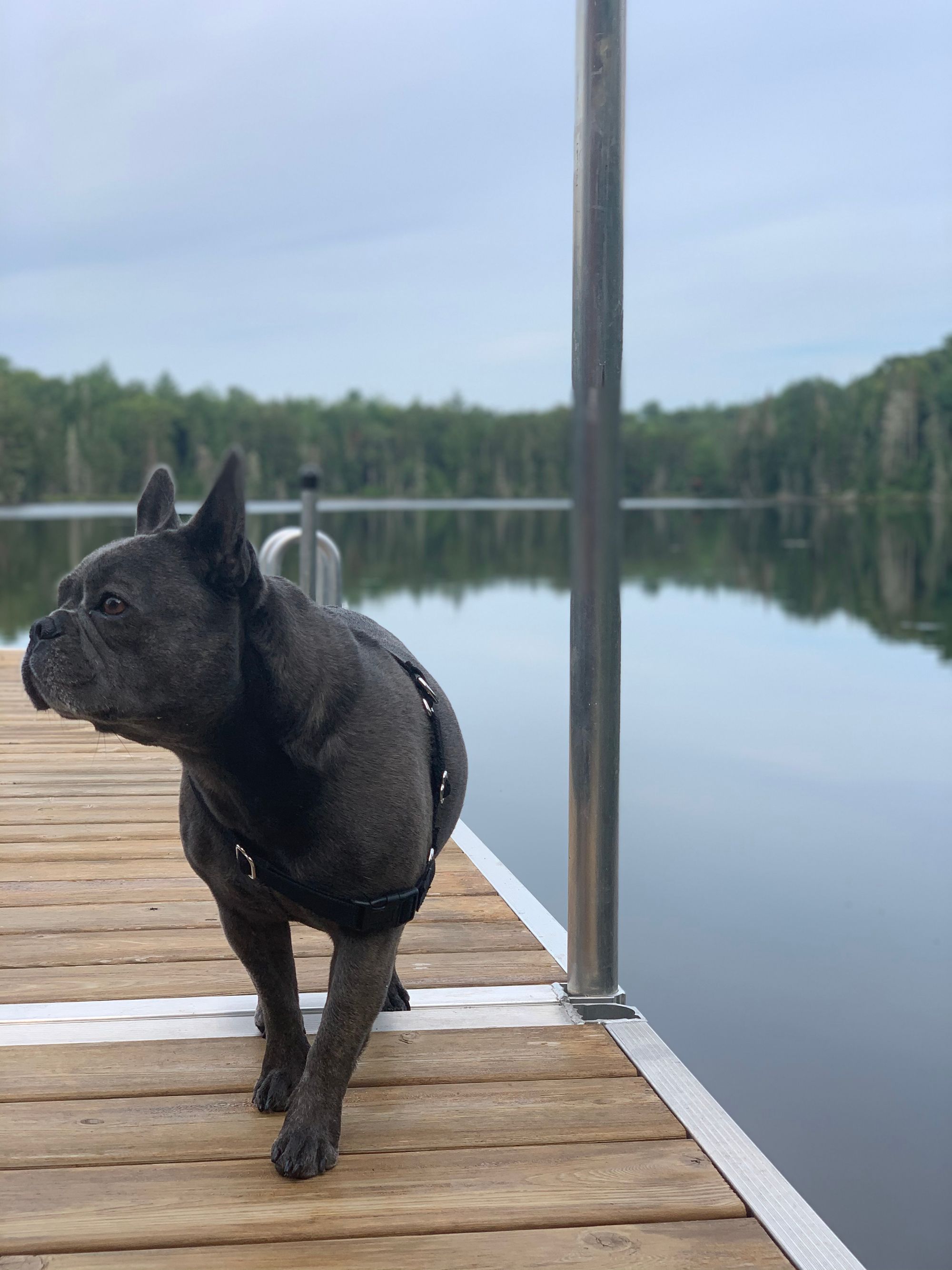 My dog Rogue