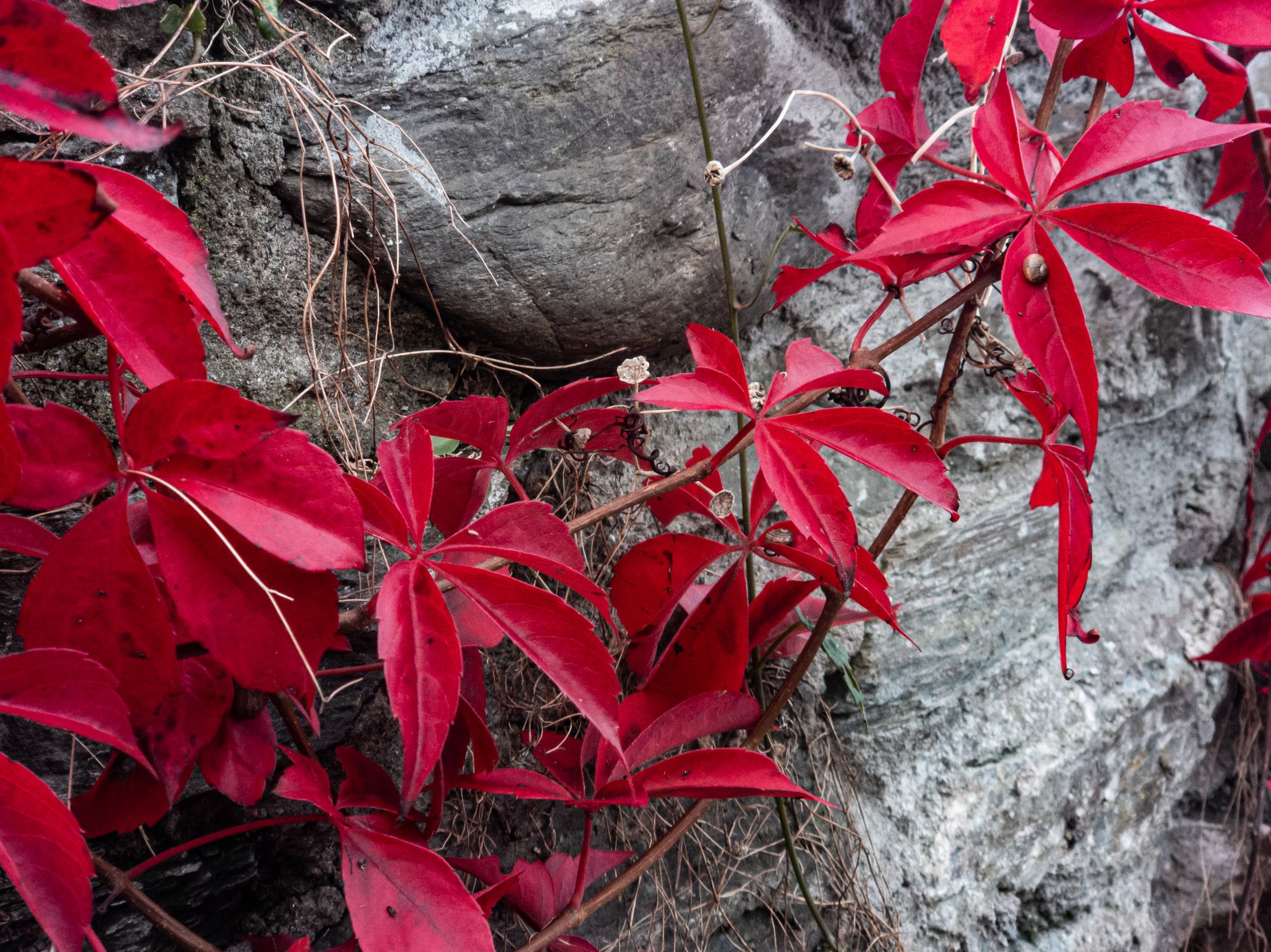 I like to go a trundling...