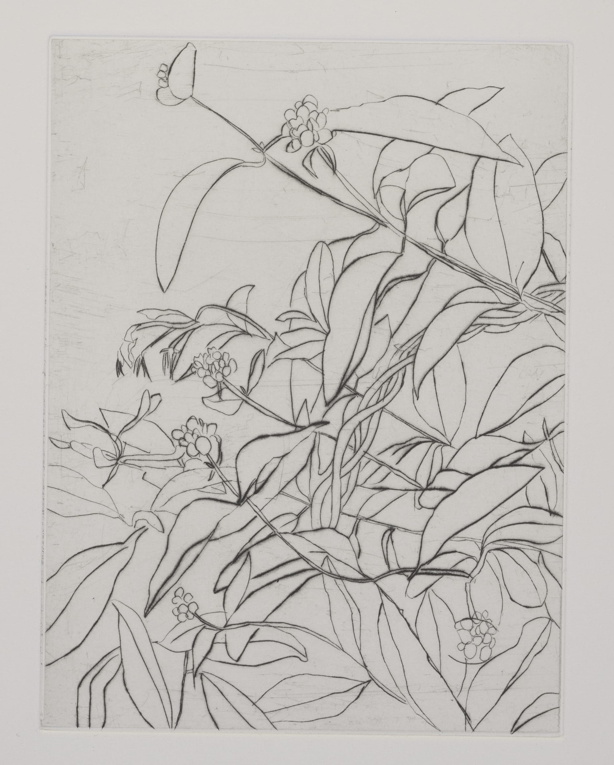 Gravure, 2024, 30 x 20 cm