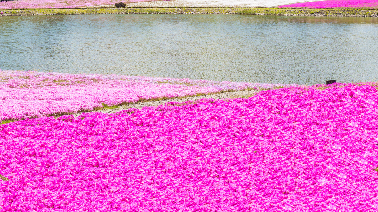 luna rosa musgo rosa