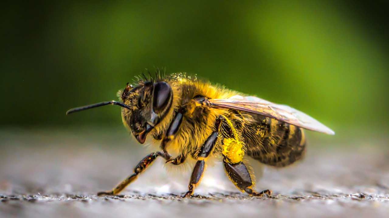 importancia de las abejas