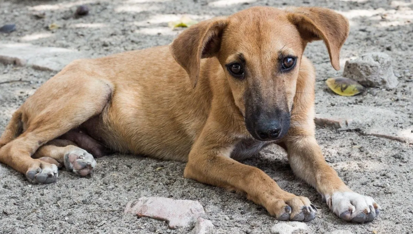 perros mundo mexico