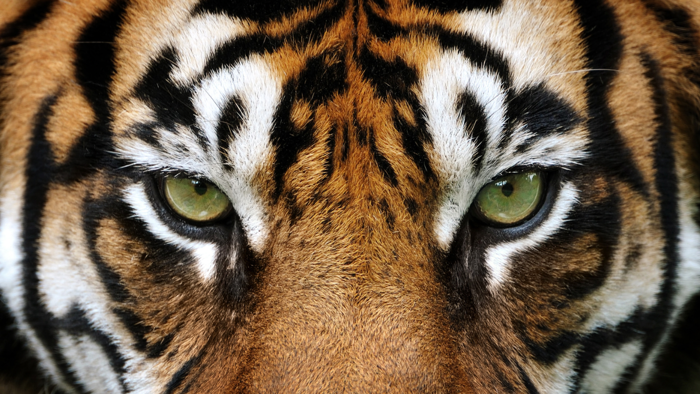 día internacional del tigre