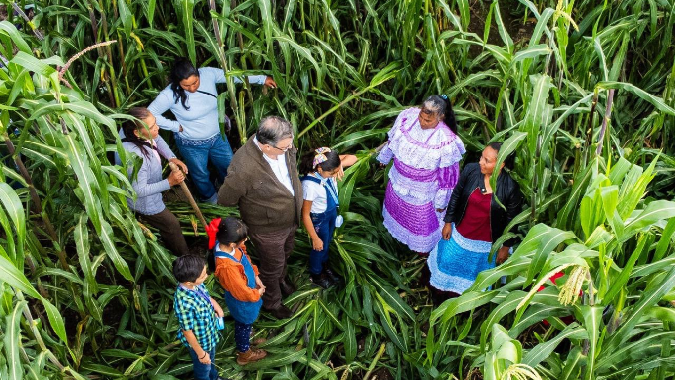 encuesta de morena