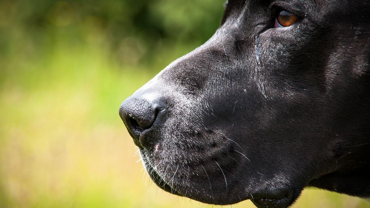 perros peligrosos razas adiestramiento