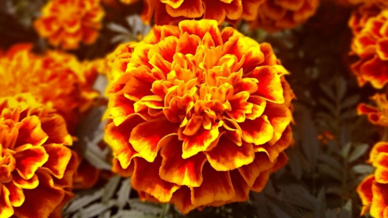 flor de cempasuchil china y mexicana