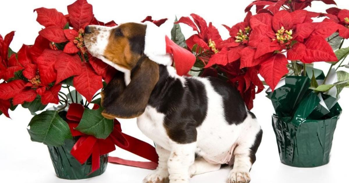 qué pasa si mi perro come Nochebuena
