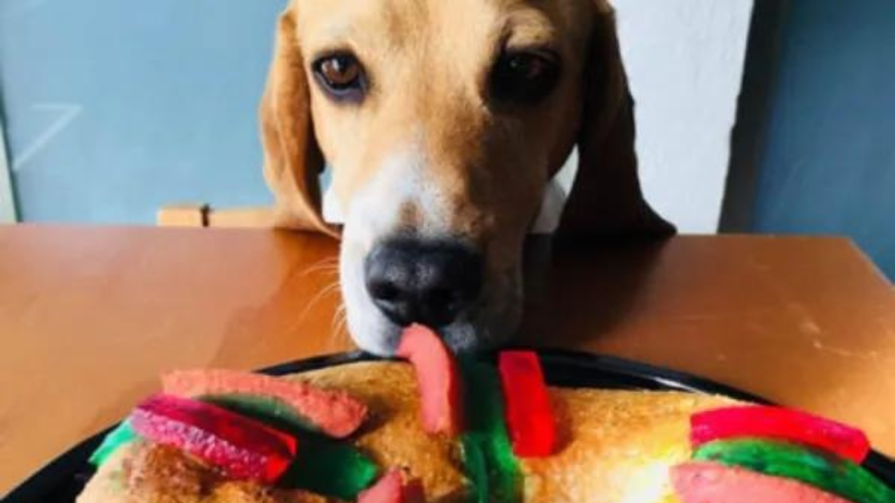 rosca perros