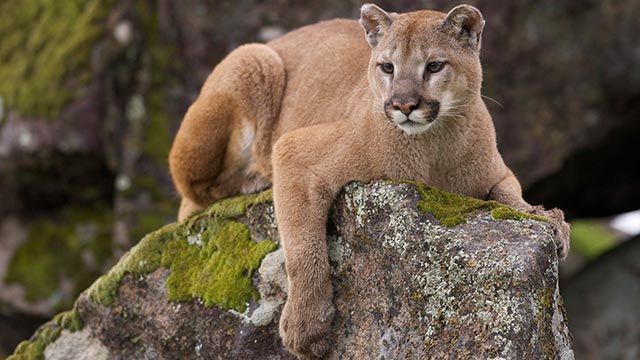 Fallece puma por heridas de trampas, en Hidalgo
