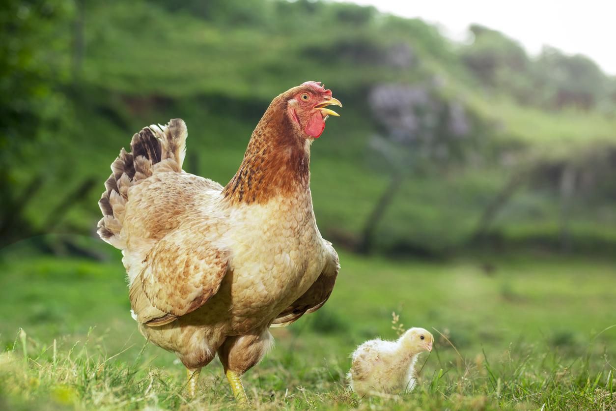 Millones de aves son sacrificadas en Yucatán por brote de gripe aviar