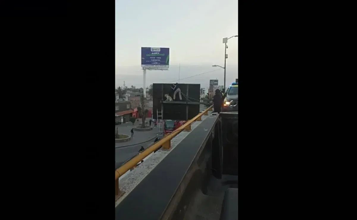 Rescatan perrita atrapada en un espectacular en San Luis