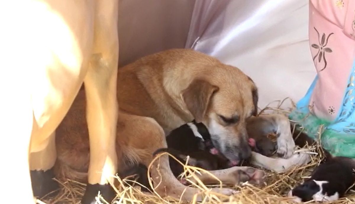 Perrita da a luz en un pesebre en Chiapas