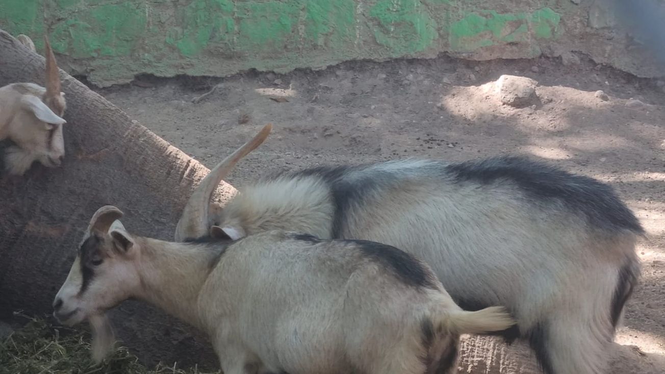 Animales fueron vendidos por el ex director de ZooChilpan