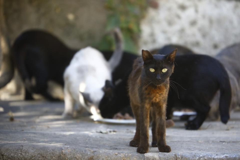 Encuentran 2 mil gatos muertos en almacén de Vietnam