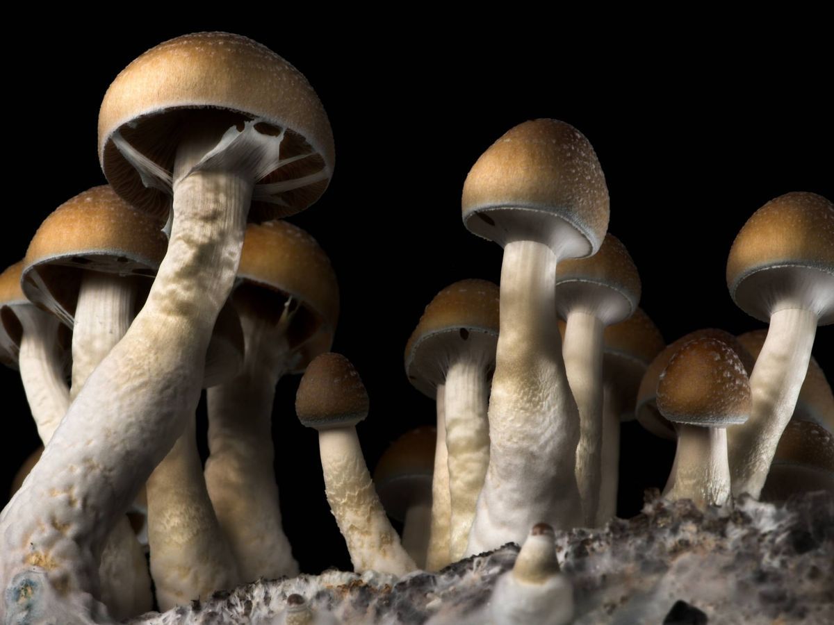 Australia legaliza psicoactivos