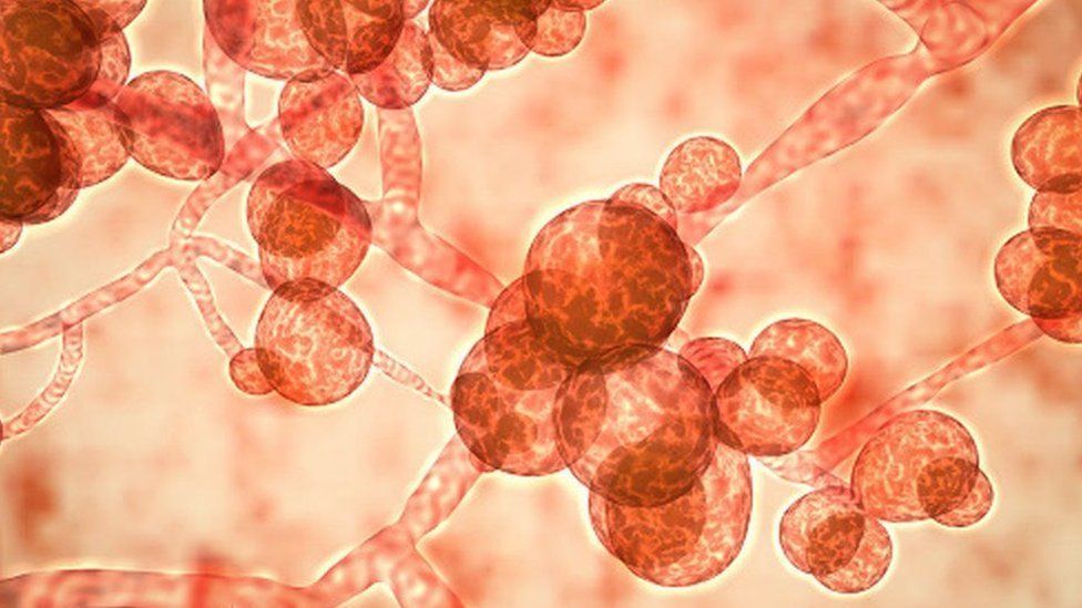 hongo candida auris ataca eua