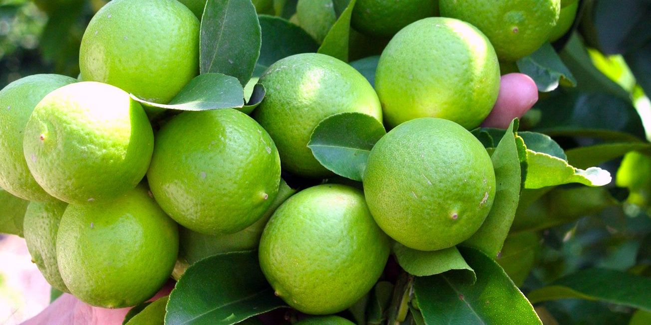 Limón en México: por qué subió tanto de precio y cómo plantarlo en casa
