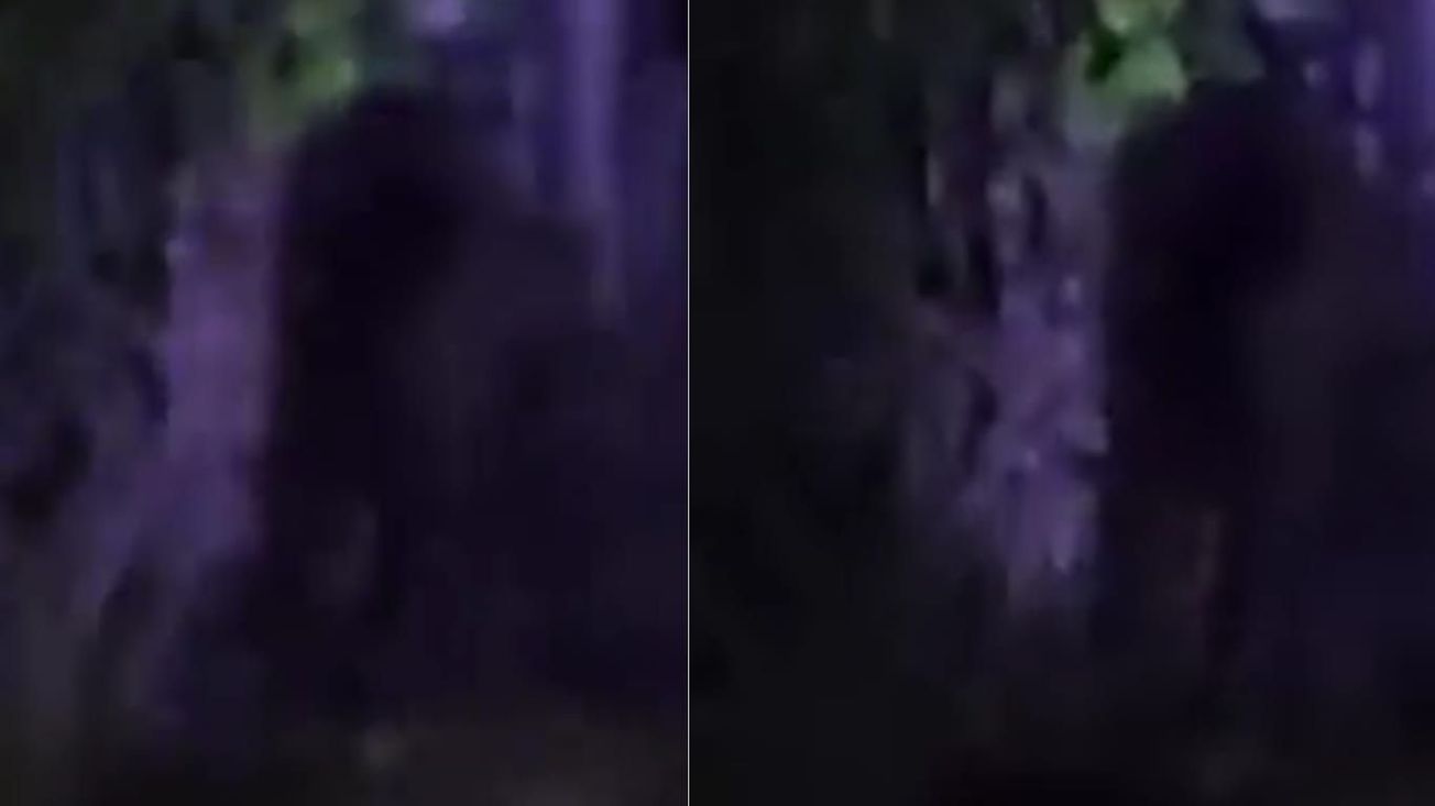 Un gorila se escapó en Hidalgo
