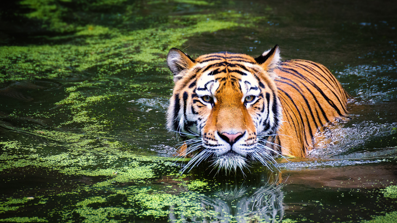 Día Internacional del Tigre: Logros  y desafíos