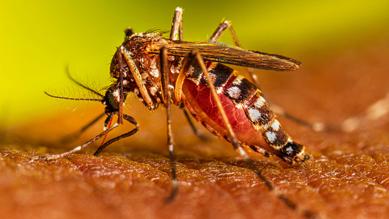 dia internacional contra el dengue
