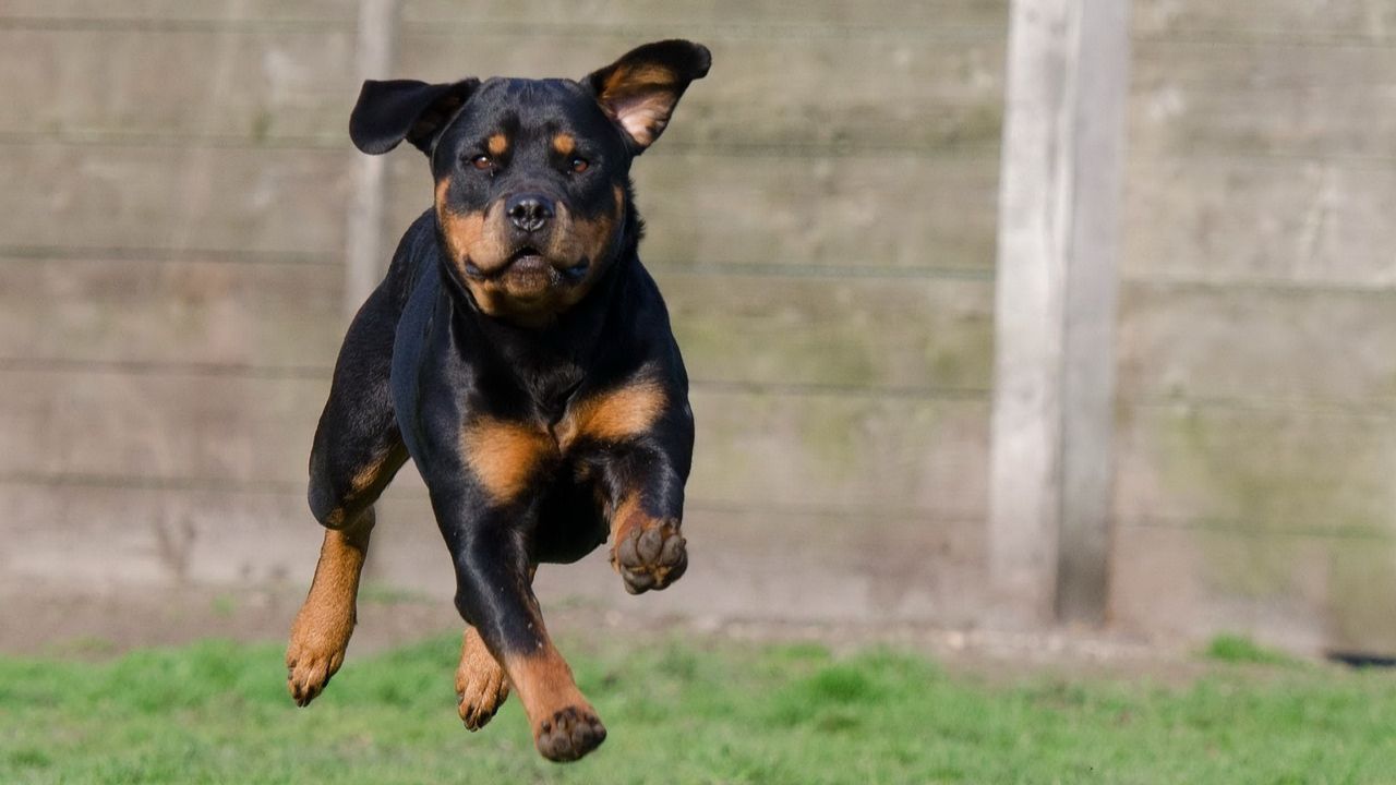 perros peligrosos educacion adiestramiento