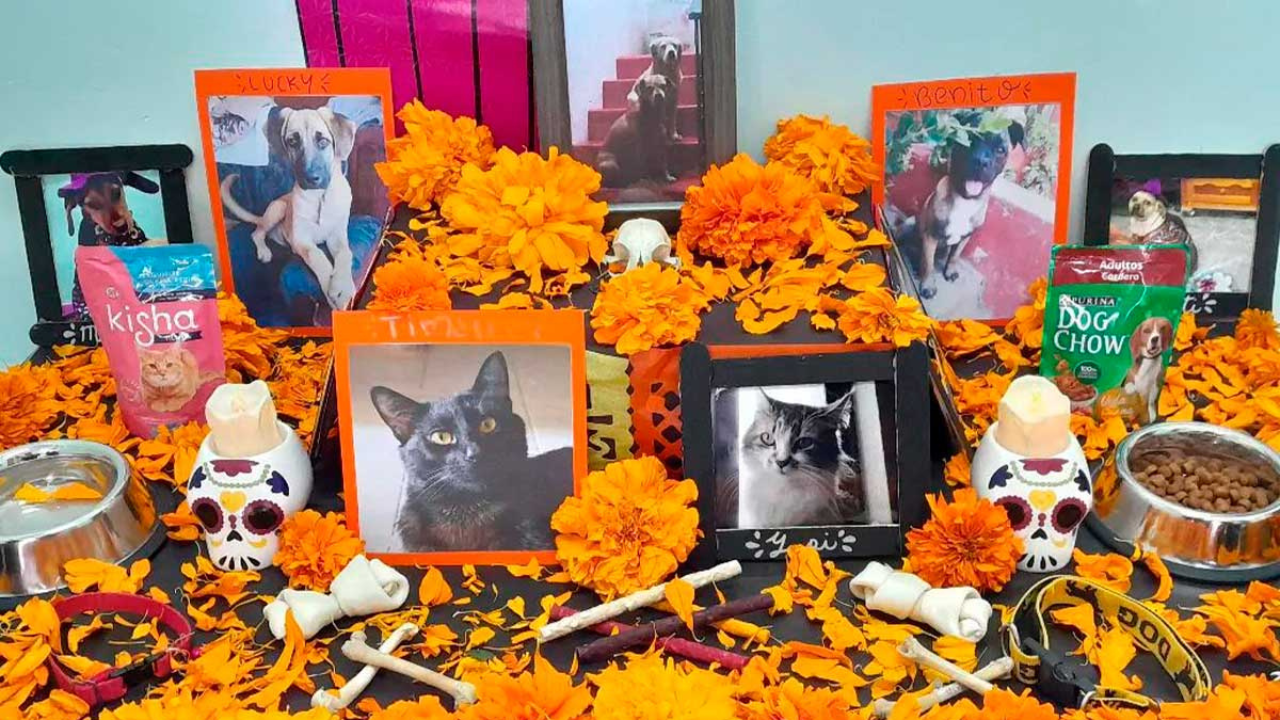 dia de muertos ofrenda mascotas