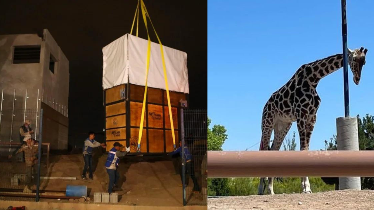 llega a africam safari benito