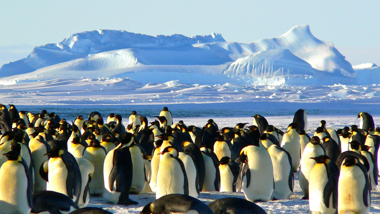 dia conciencia pingüinos