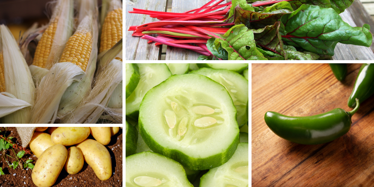 verduras mayo mexico 