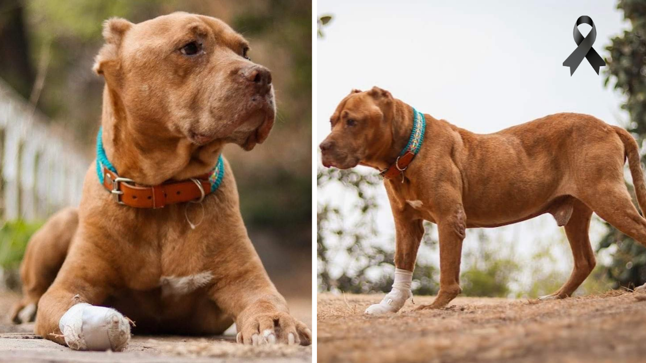 Termina el camino de Max, el pitbull que intentó defender a su dueña de ser linchada