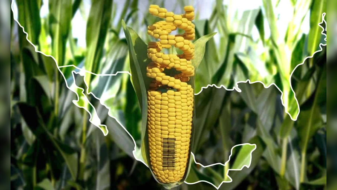 Diputados aprueban reforma para prohibir cultivo de maíz transgénico