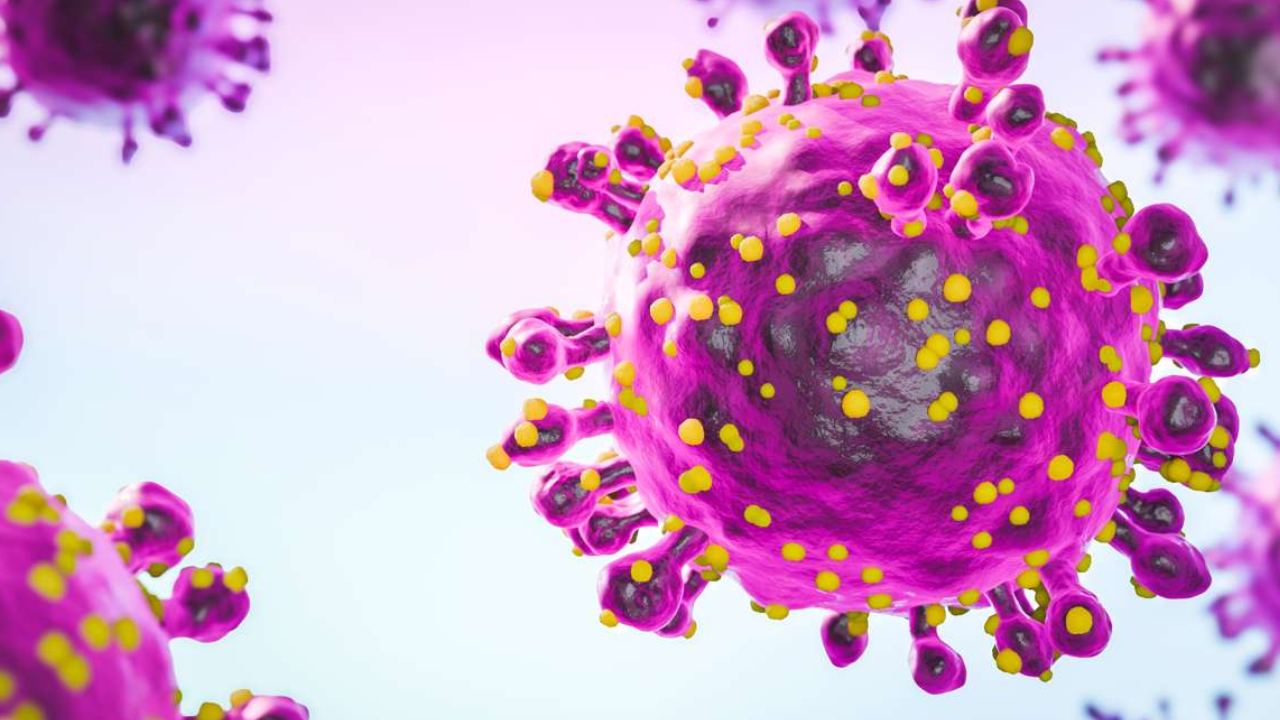 oropouche virus vector dengue mexico