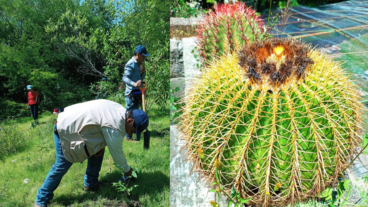 reforestacion tlaltizapan