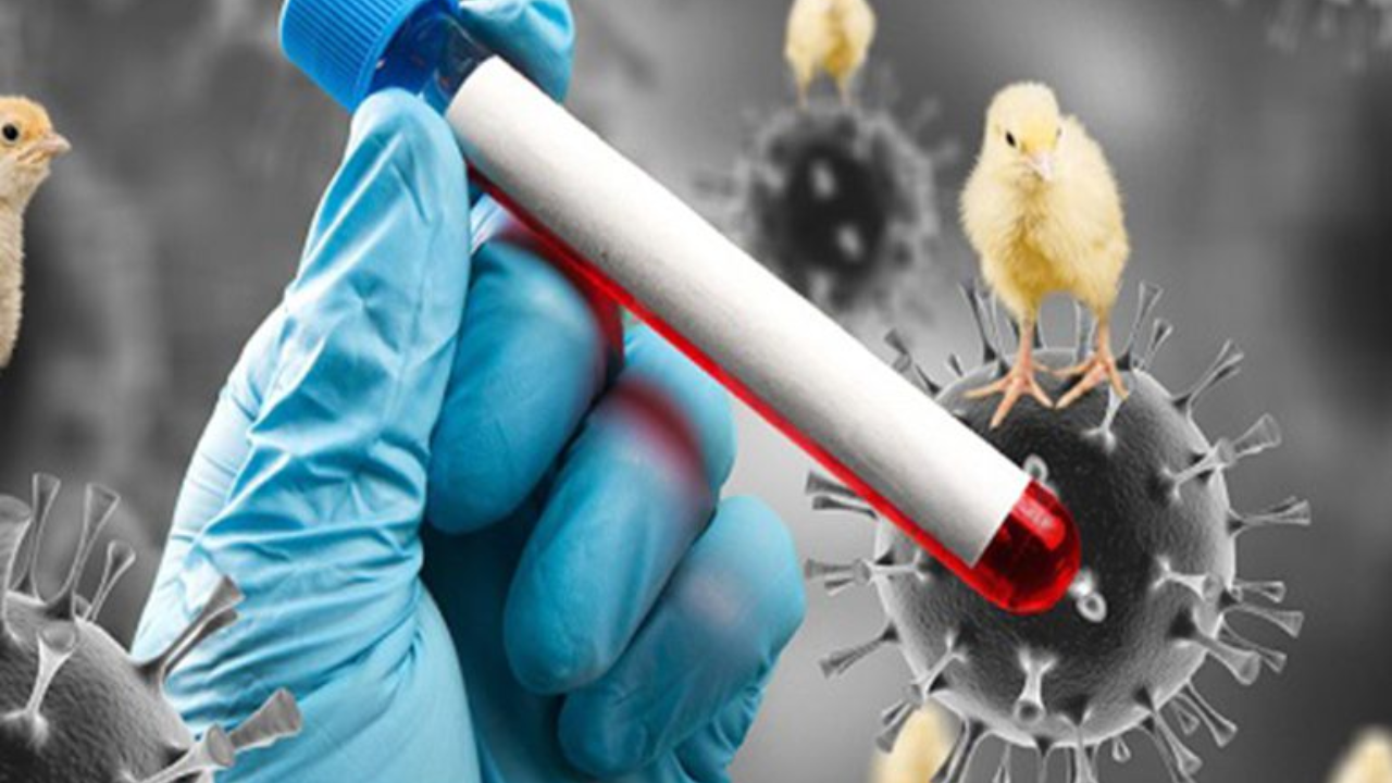 Gripe Aviar en Canadá 