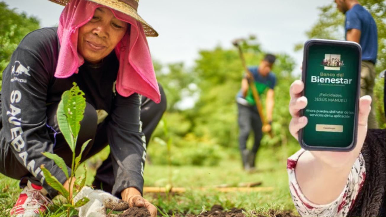 Cómo inscribirse al programa Sembrando Vida 2025: Más de 6 mil pesos mensuales para campesinos