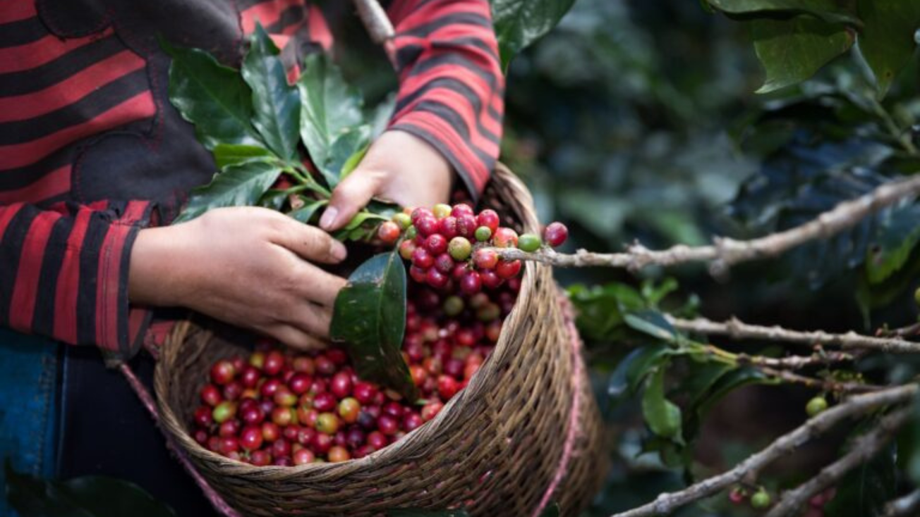 Senado aprueba nueva ley que contempla producción de café sustentable