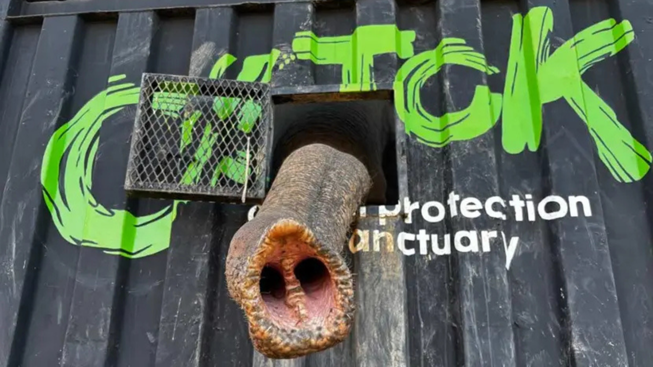 Santuario Ostok en Culiacán se muda por violencia, César Millán se une