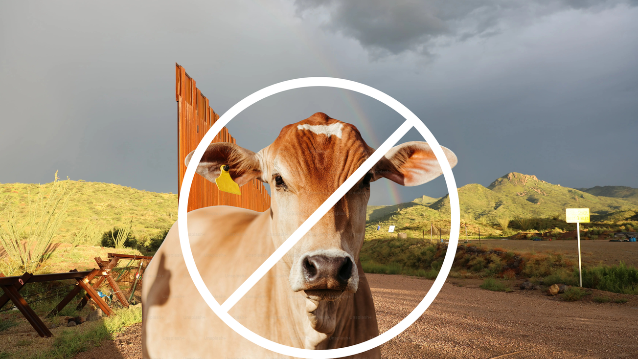 EU cierra frontera al ganado mexicano por gusano barrenador, esto opina Sheinbaum