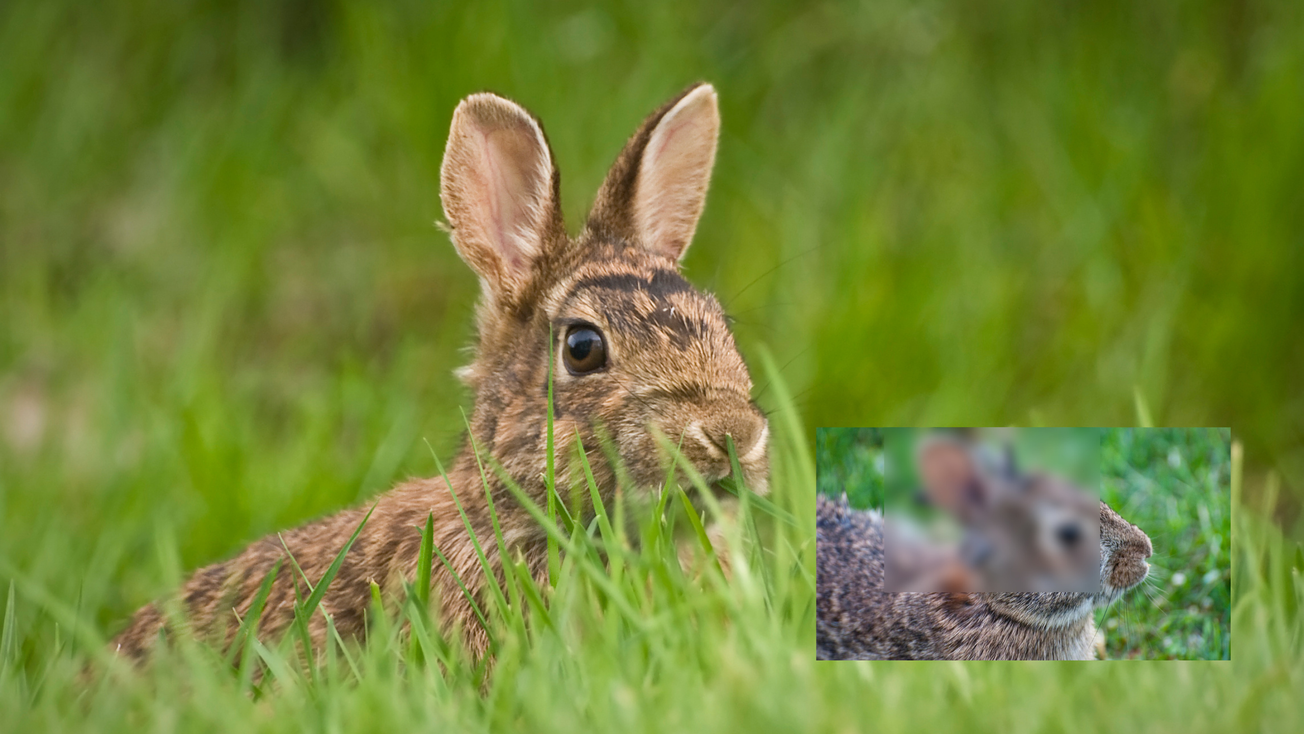 Virus está creando conejos zombis, tienen tentáculos en el rostro