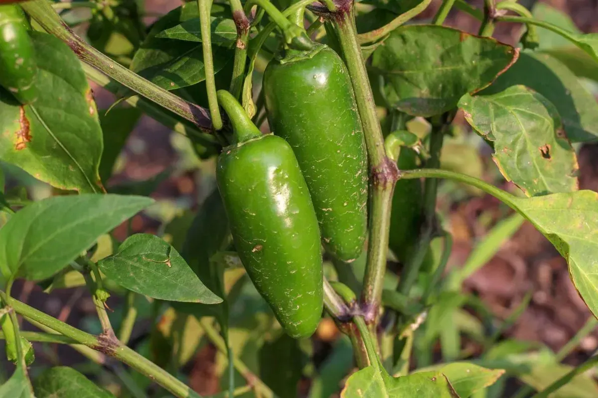 Brote de salmonela vinculado a jalapeños mexicanos alerta en Estados Unidos